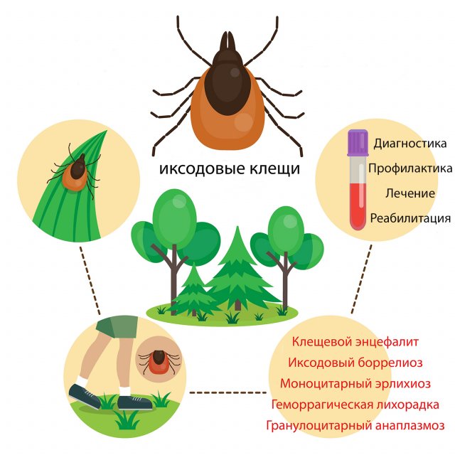 Картинки страхование от клеща